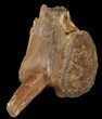Mosasaur (Platecarpus) Caudal Vertebra - Kansas #49866-1